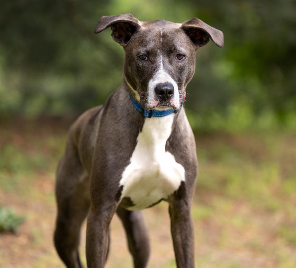 AAD Featured Pet! Becky - 25124, a Adoptable mixed breed in Armonk, NY image 6/6
