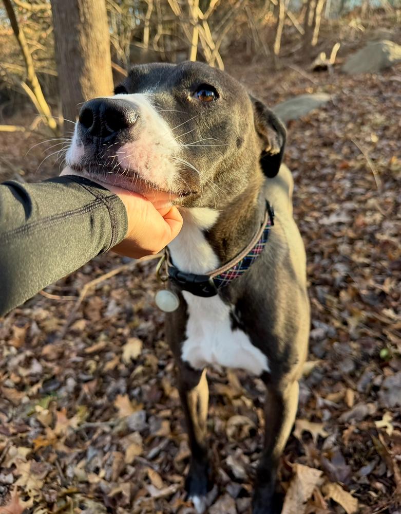 Enlarge Becky - 25124, a Adoptable mixed breed in Armonk, NY image 5/6