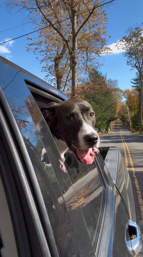 Enlarge Becky - 25124, a Adoptable mixed breed in Armonk, NY image 2/2
