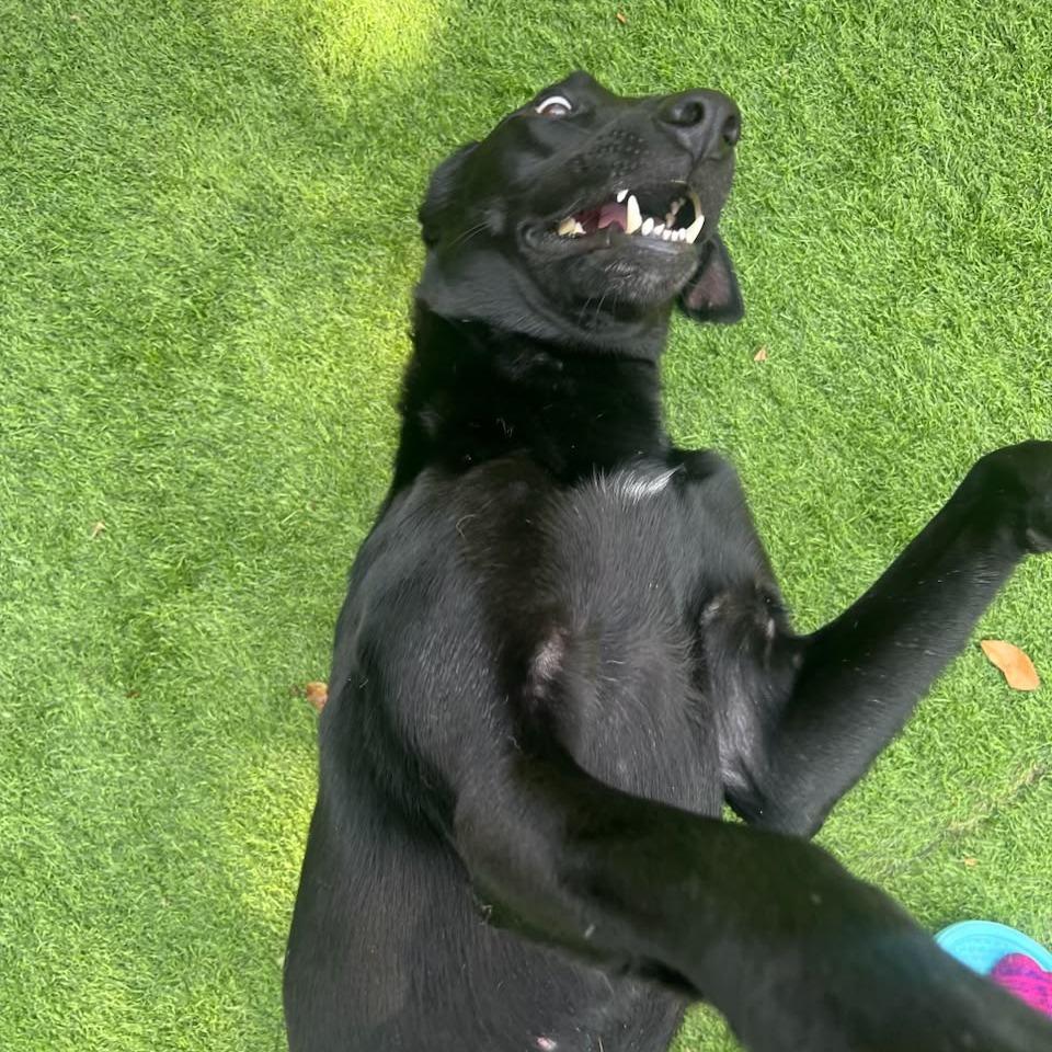 Enlarge Lucky, a Adoptable Black Labrador Retriever in Merritt Island, FL image 1/6