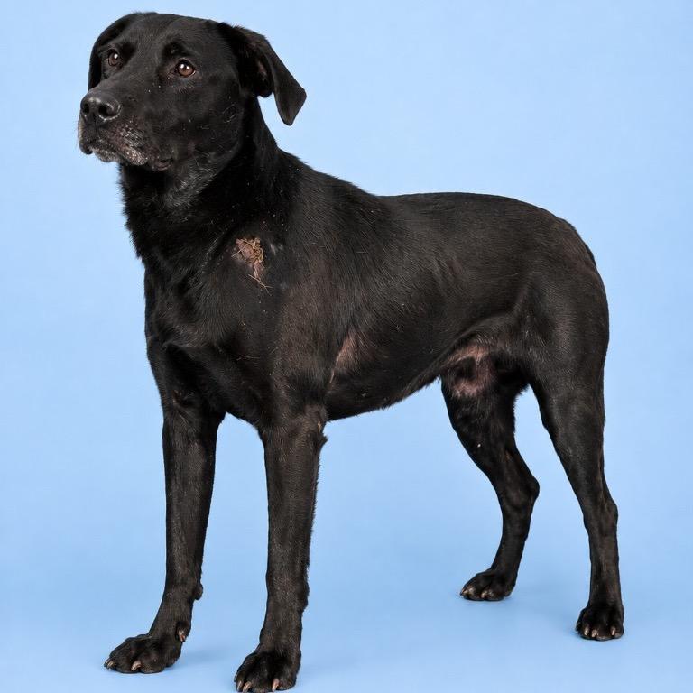 Lucky, Adoptable, Adult Male Black Labrador Retriever.