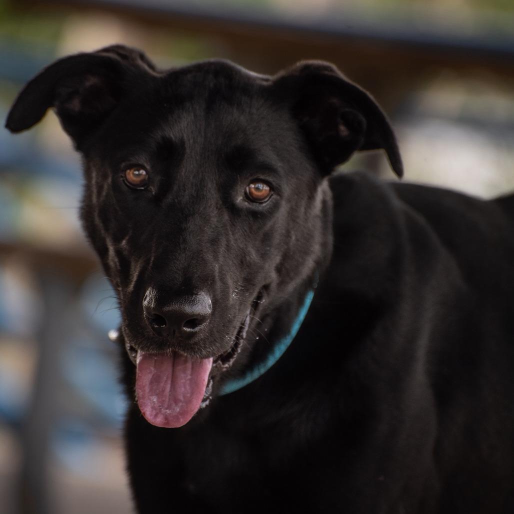 Enlarge Lucky, a Adoptable Black Labrador Retriever in Merritt Island, FL image 2/6