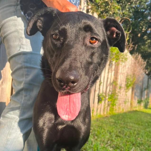Enlarge Lucky, a Adoptable Black Labrador Retriever in Merritt Island, FL image 3/6