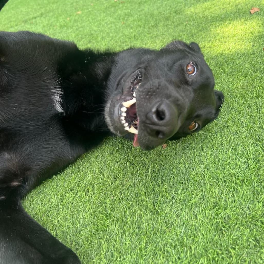 Enlarge Lucky, a Adoptable Black Labrador Retriever in Merritt Island, FL image 4/6