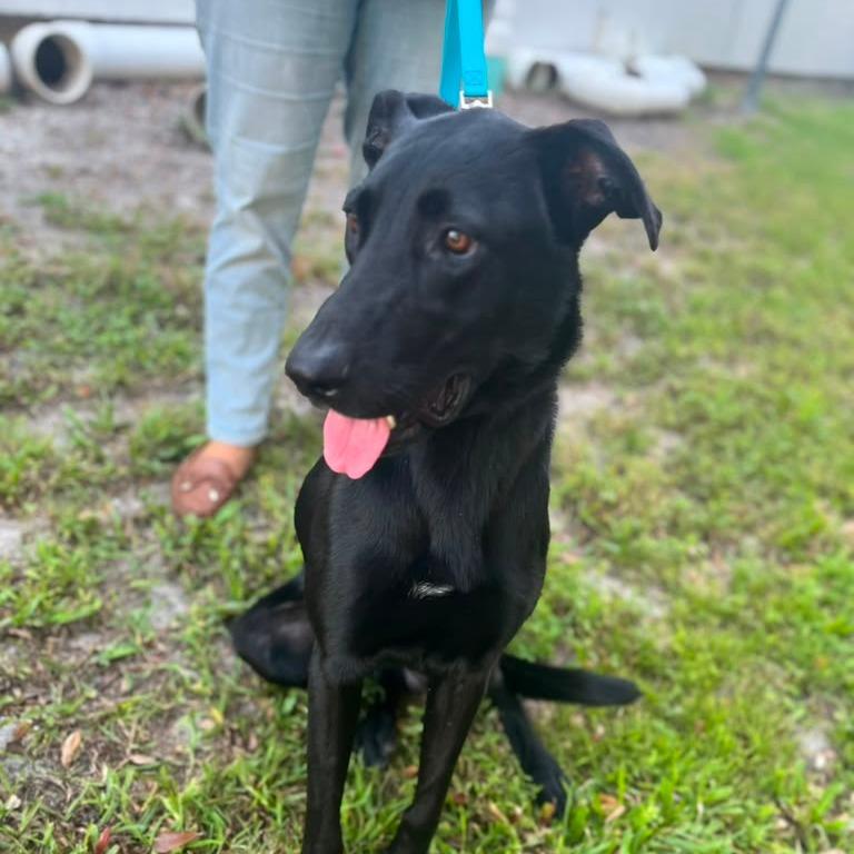 Enlarge Lucky, a Adoptable Black Labrador Retriever in Merritt Island, FL image 5/6