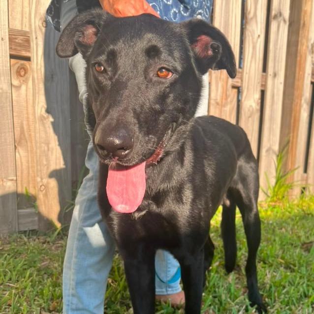 Enlarge Lucky, a Adoptable Black Labrador Retriever in Merritt Island, FL image 6/6