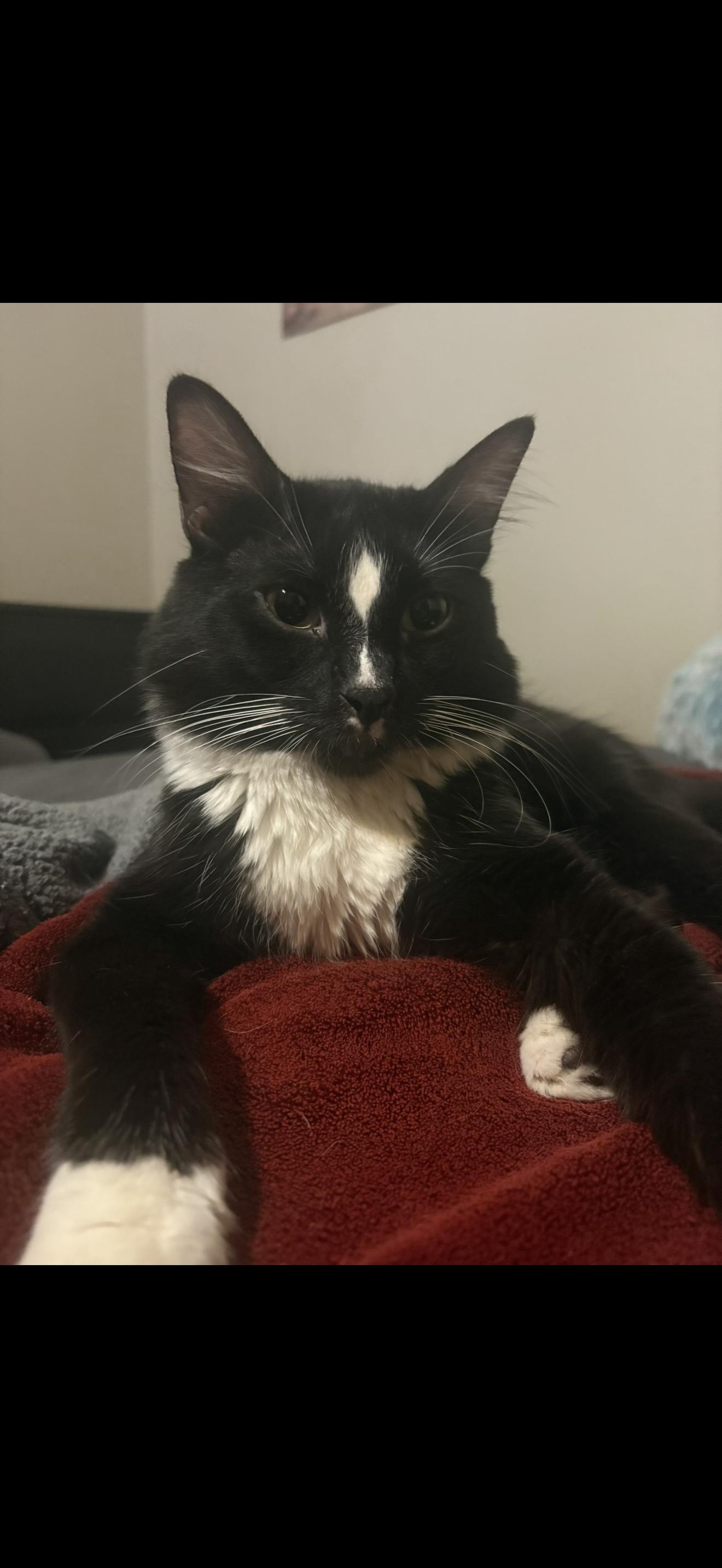 Dash, Adoptable, Young Male Norwegian Forest Cat & Siberian.