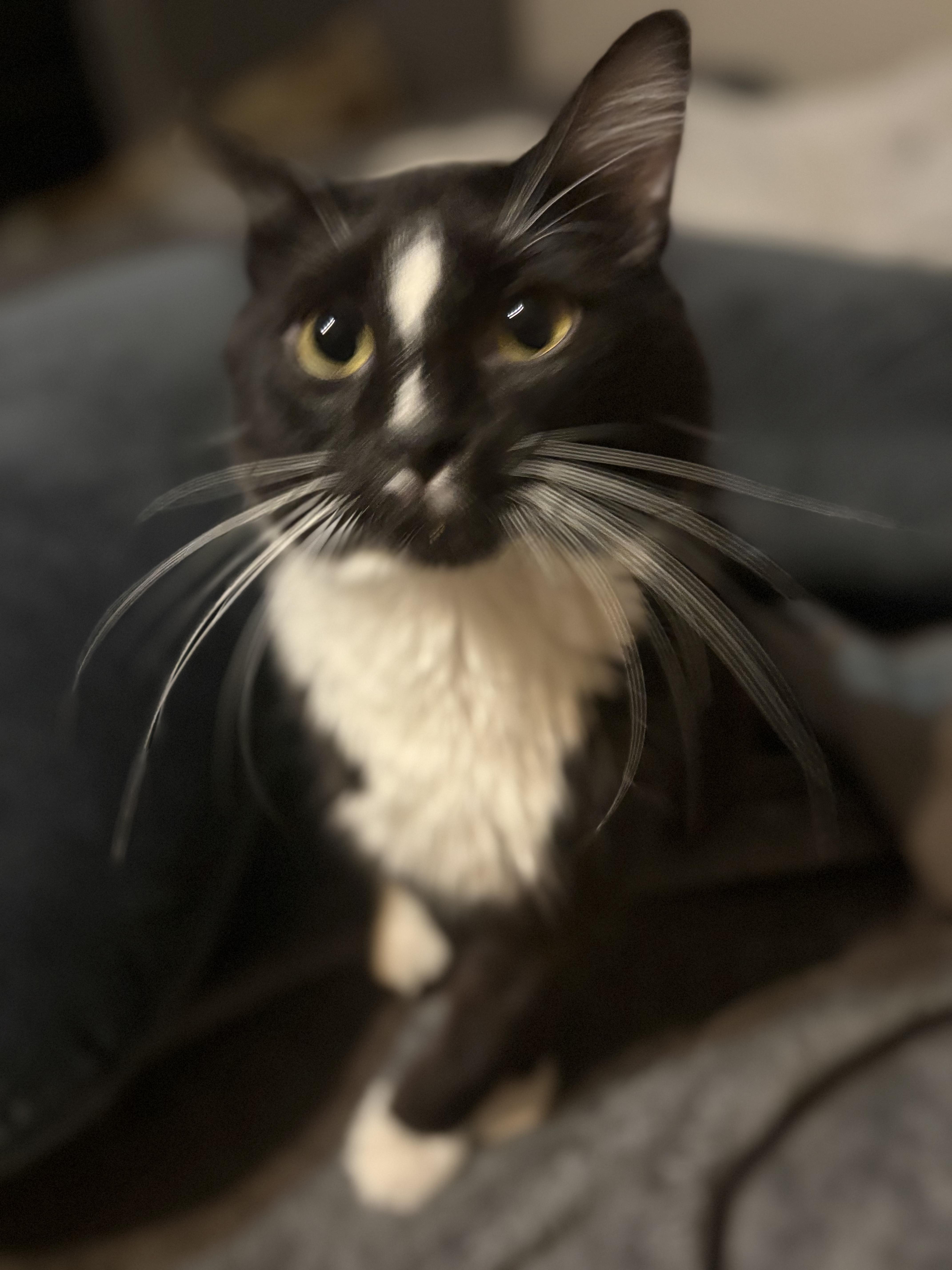 Enlarge Dash, a Adoptable mixed breed in Rowlett, TX image 2/6