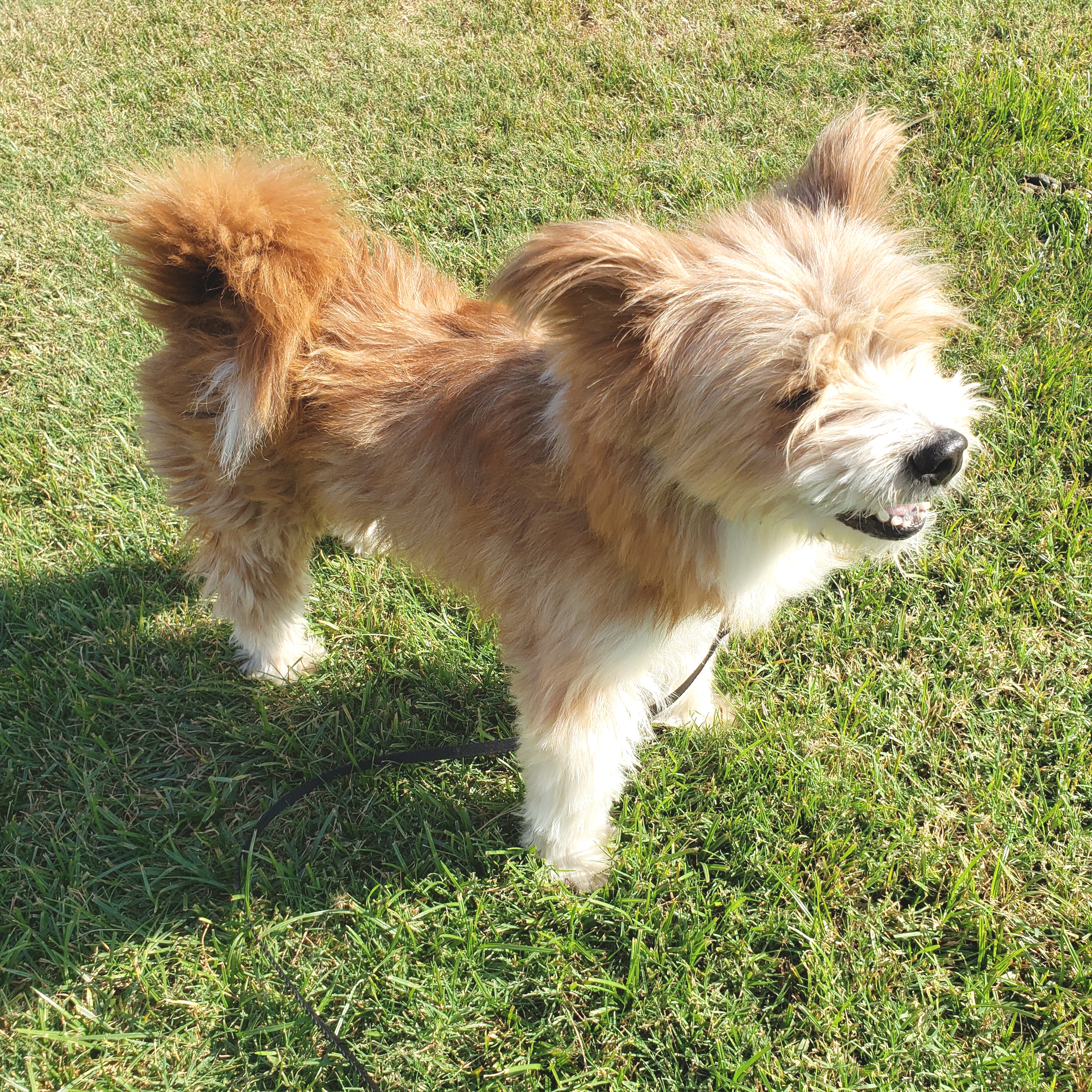 Jewel, a Adopted mixed breed in Norman, OK image 1/5