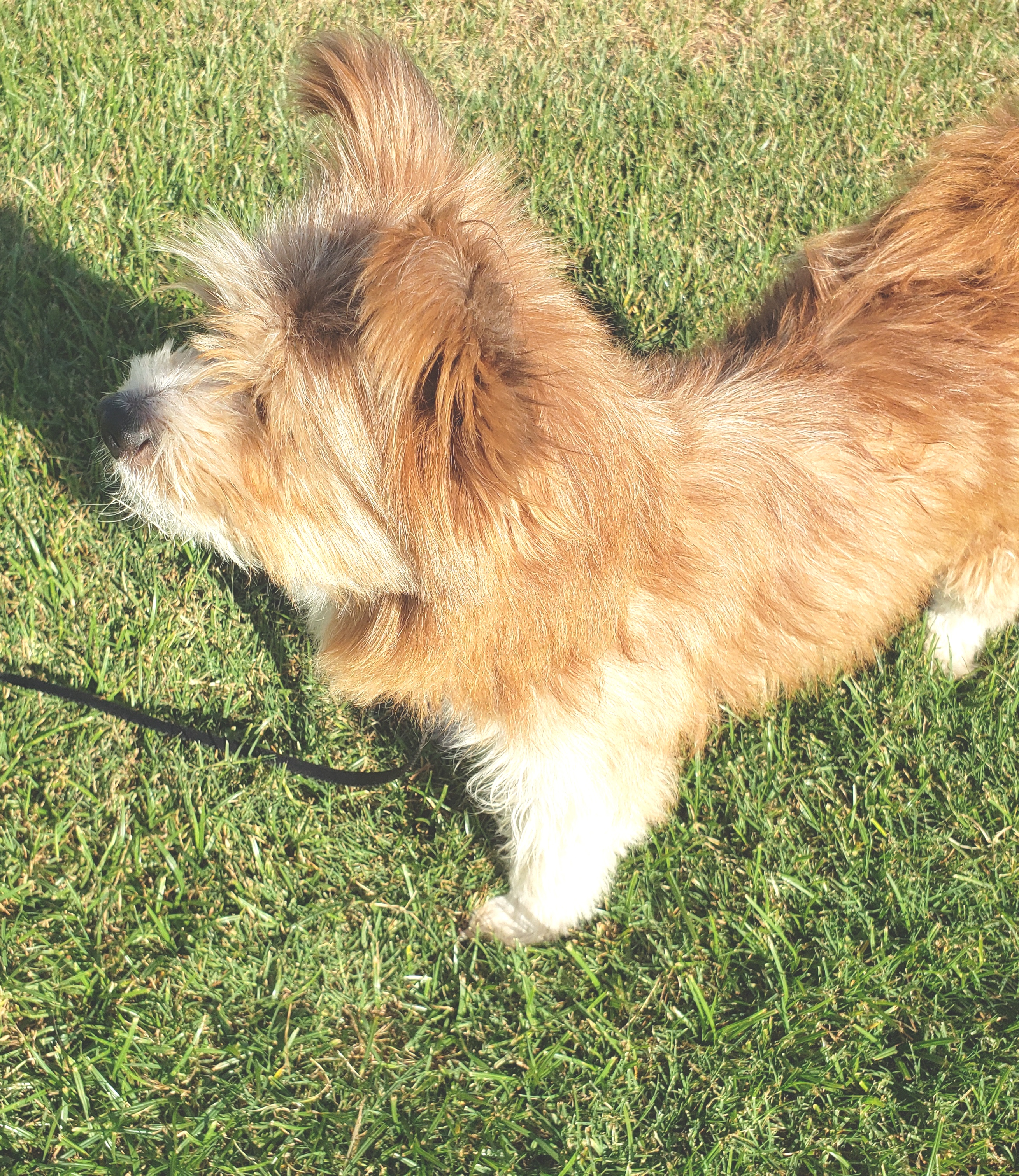 Jewel, a Adopted mixed breed in Norman, OK image 2/5