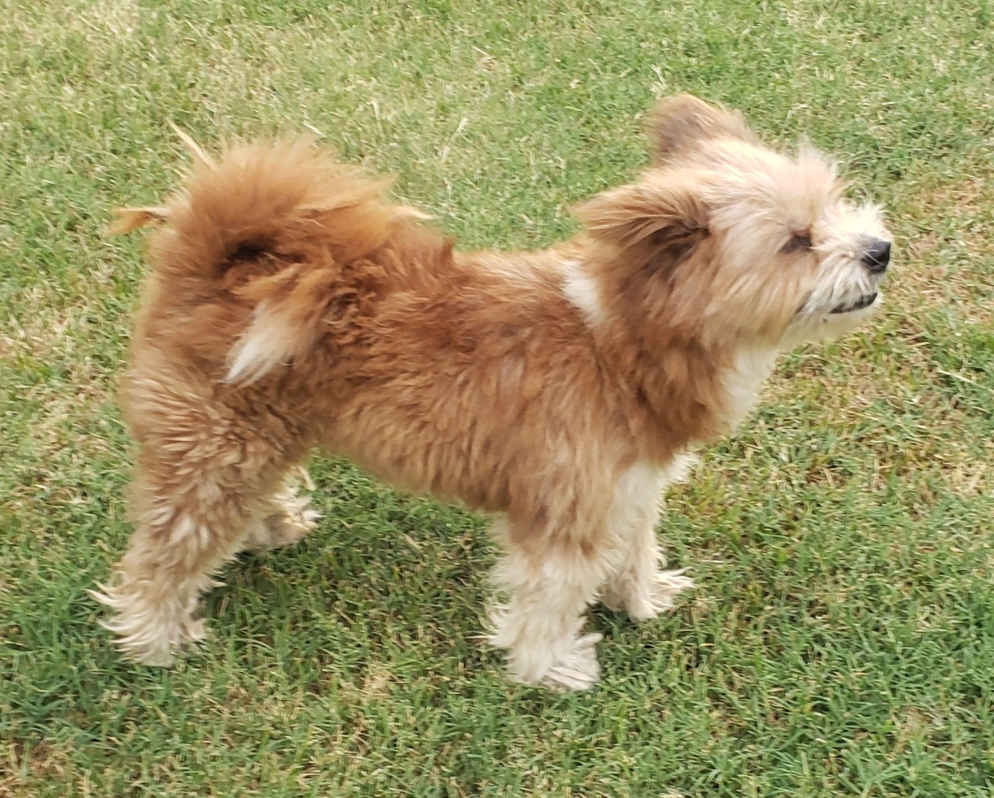 Jewel, a Adopted mixed breed in Norman, OK image 3/5