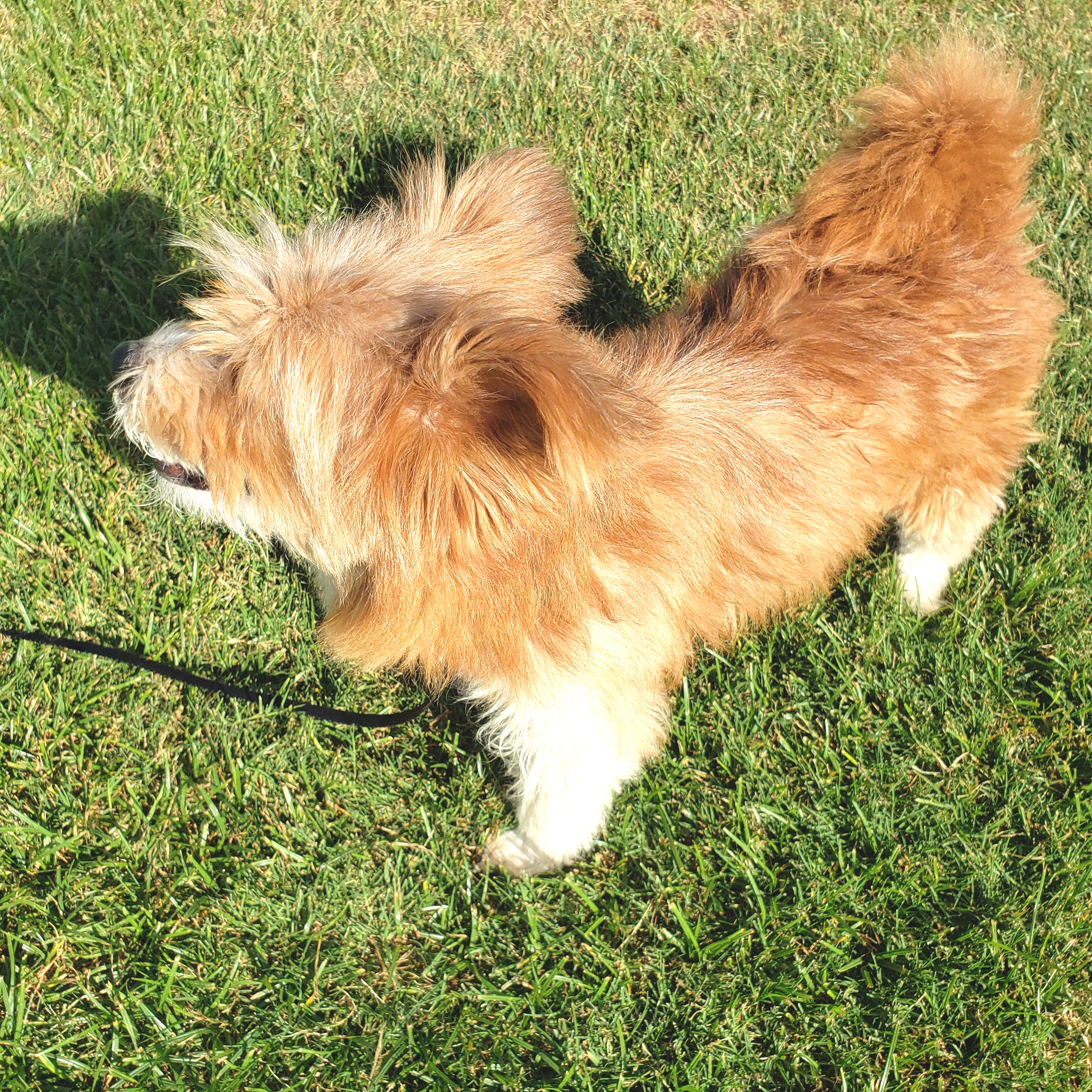 Jewel, a Adopted mixed breed in Norman, OK image 4/5