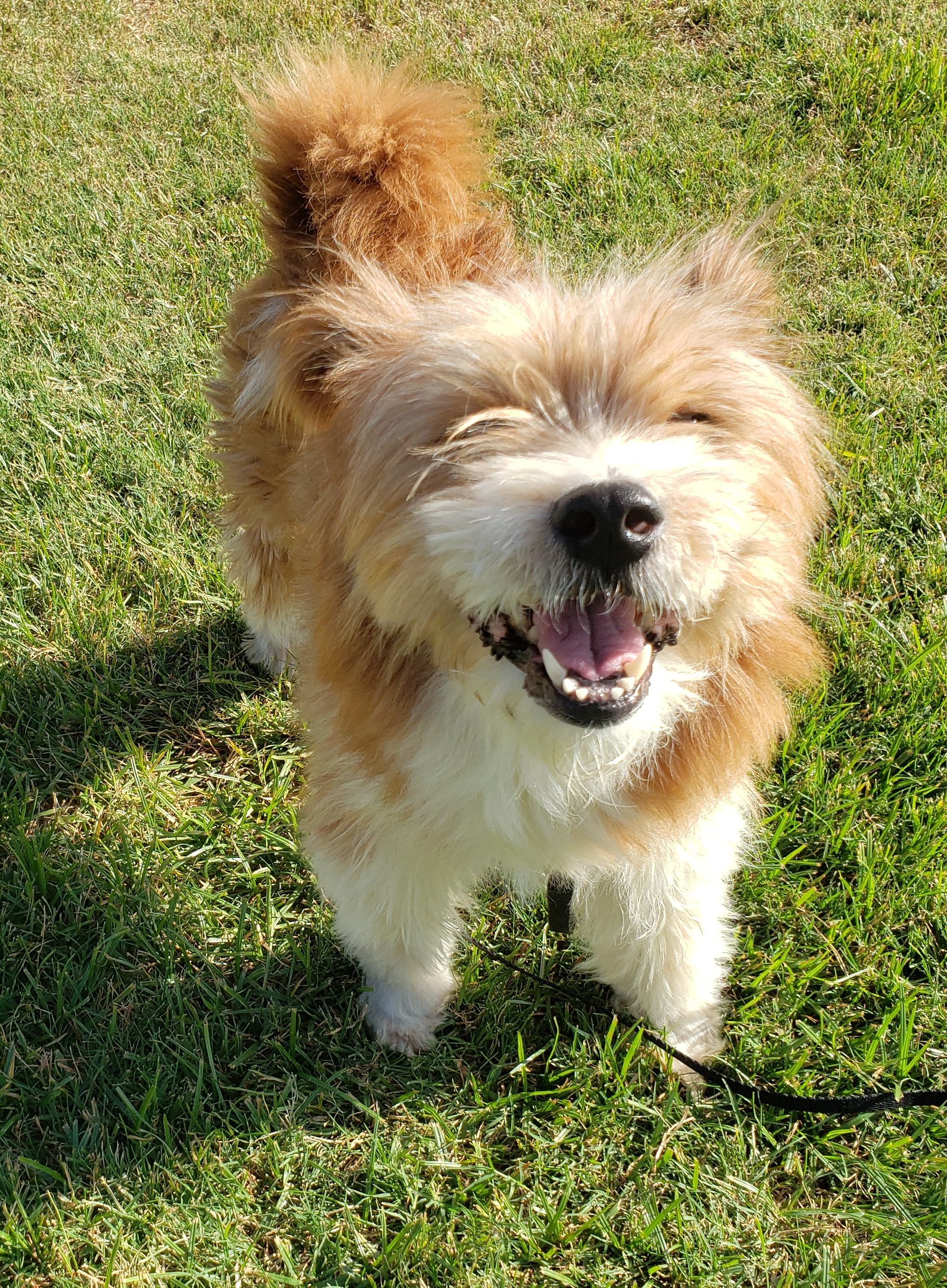 Jewel, a Adopted mixed breed in Norman, OK image 5/5