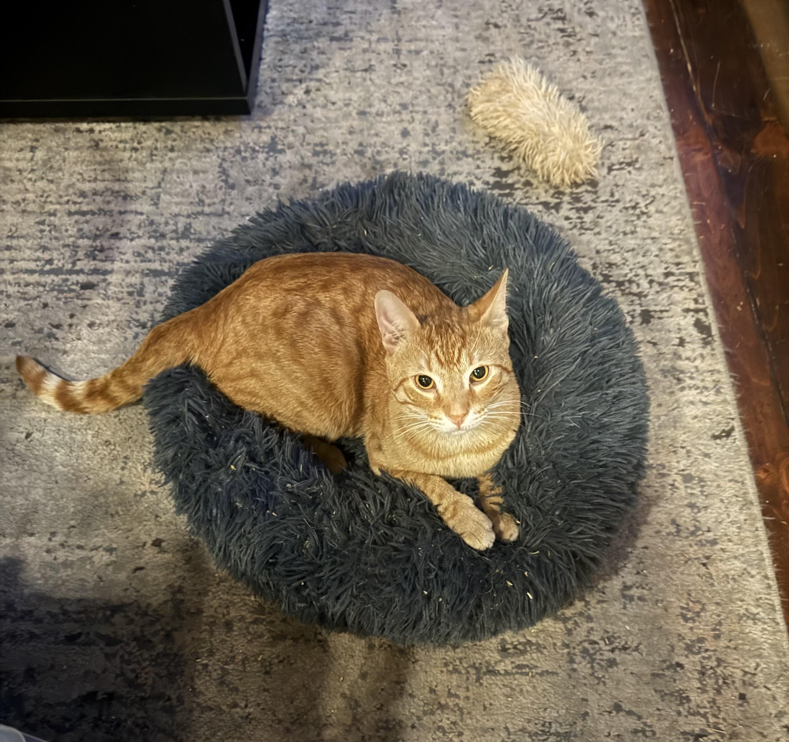 Goku, a ADOPTABLE Domestic Short Hair in Highland, IN image 2/3