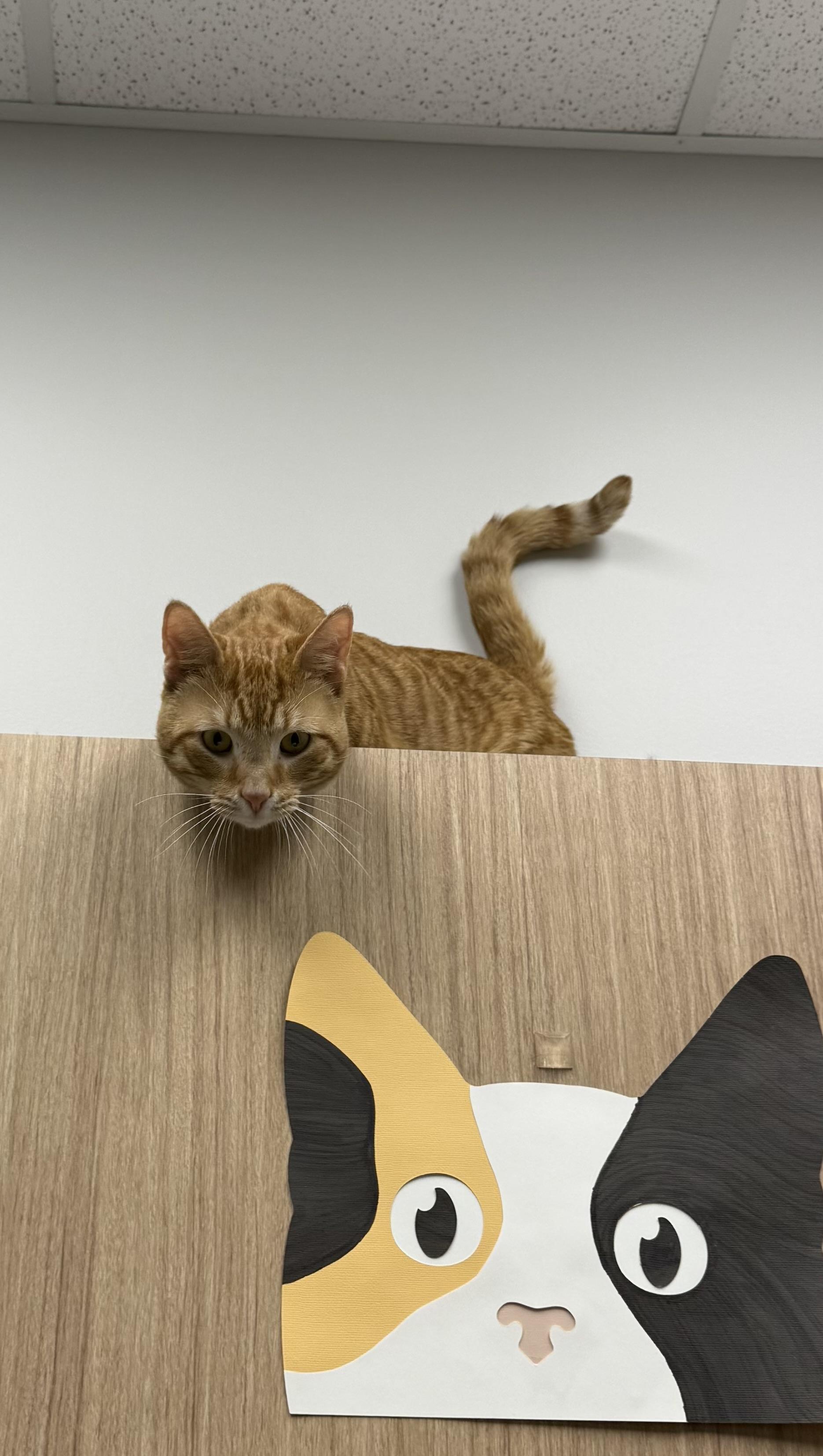 Goku, a ADOPTABLE Domestic Short Hair in Highland, IN image 3/3