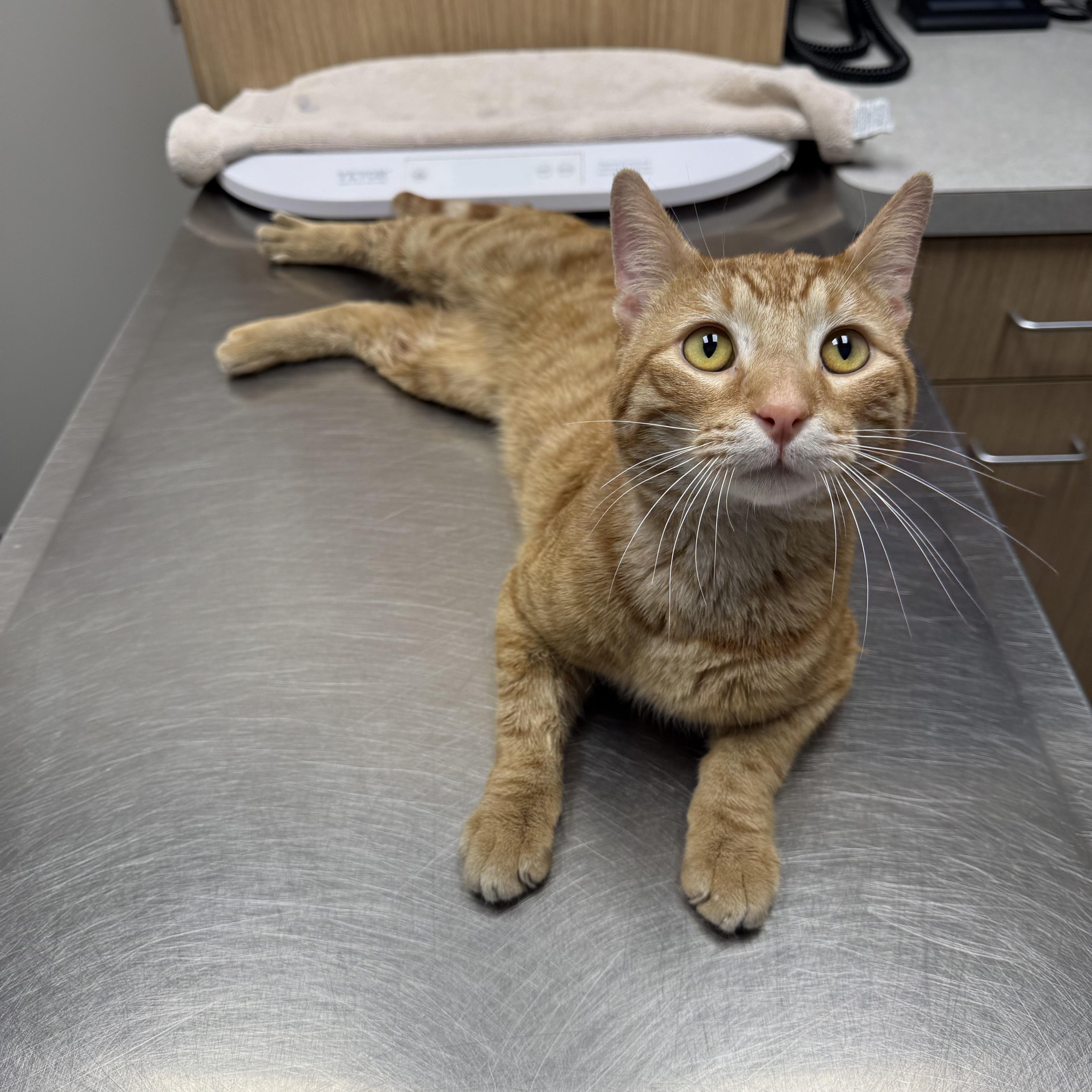 Goku, a ADOPTABLE Domestic Short Hair in Highland, IN image 1/3