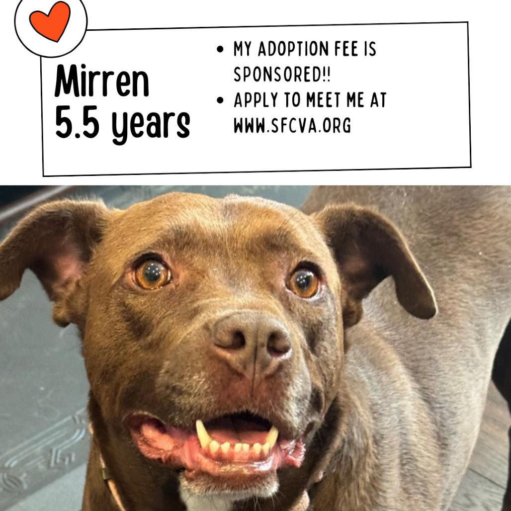 Mirren, Adoptable, Adult Female Mixed Breed.