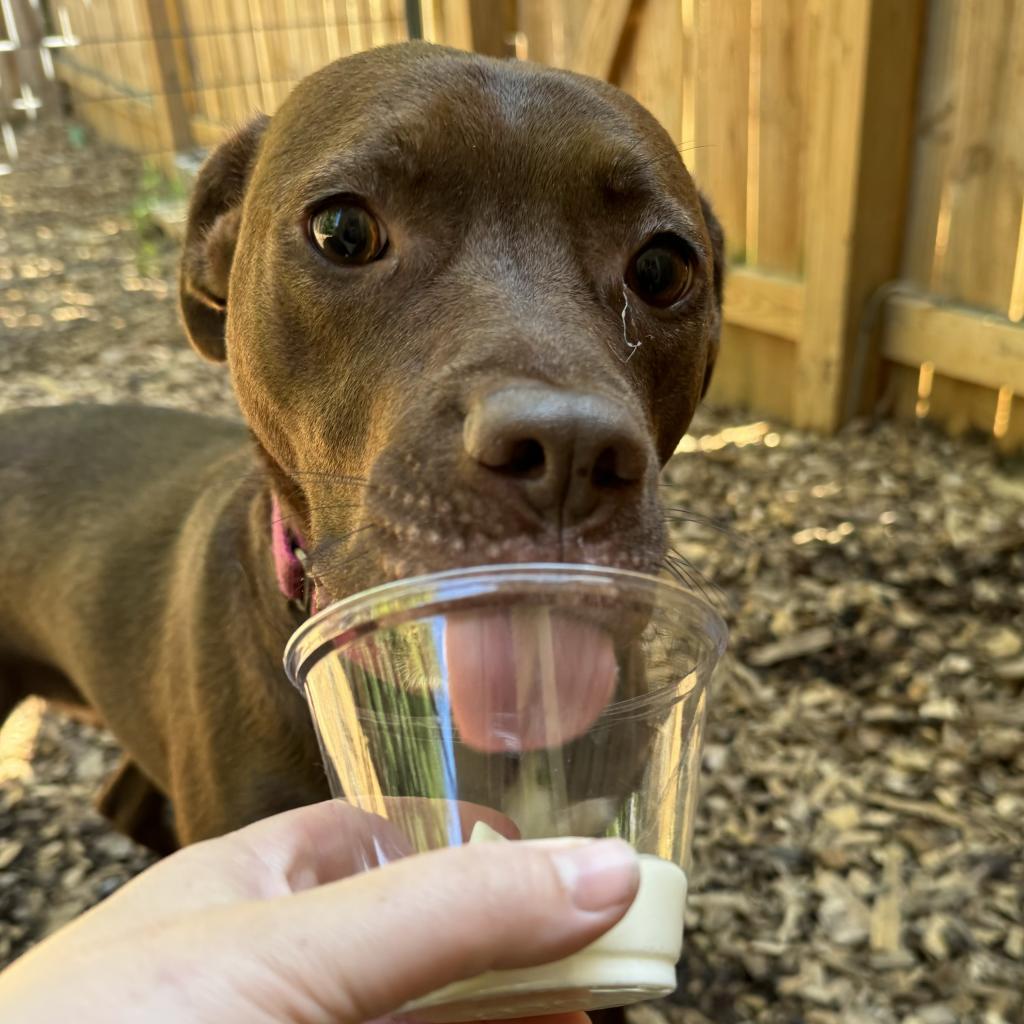 Enlarge Mirren, a Adoptable Mixed Breed in Fredericksburg, VA image 1/6