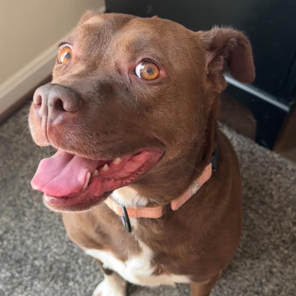 Enlarge Mirren, a Adoptable Mixed Breed in Fredericksburg, VA image 3/6