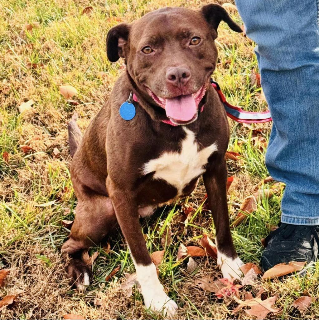 Enlarge Mirren, a Adoptable Mixed Breed in Fredericksburg, VA image 4/6