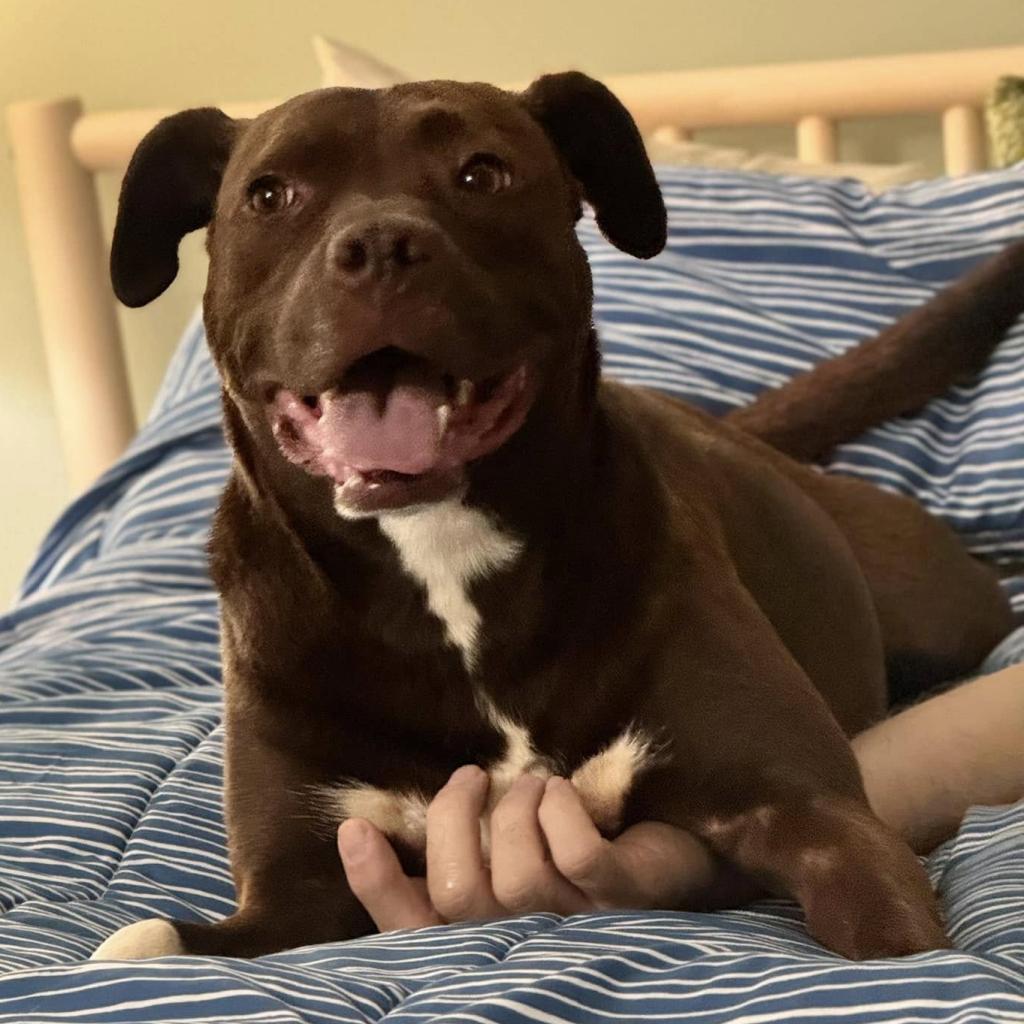 Enlarge Mirren, a Adoptable Mixed Breed in Fredericksburg, VA image 6/6