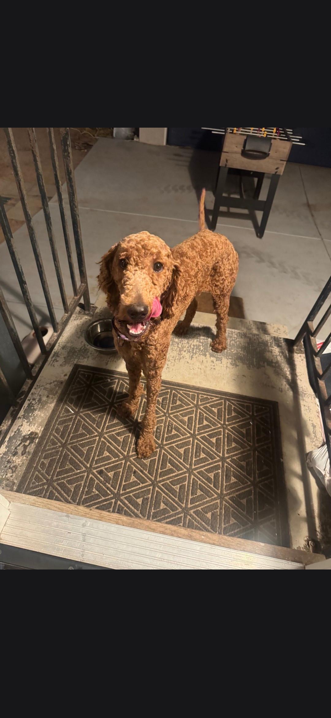 Enlarge Dodger, a Adoptable Goldendoodle in Torrance, CA image 3/3