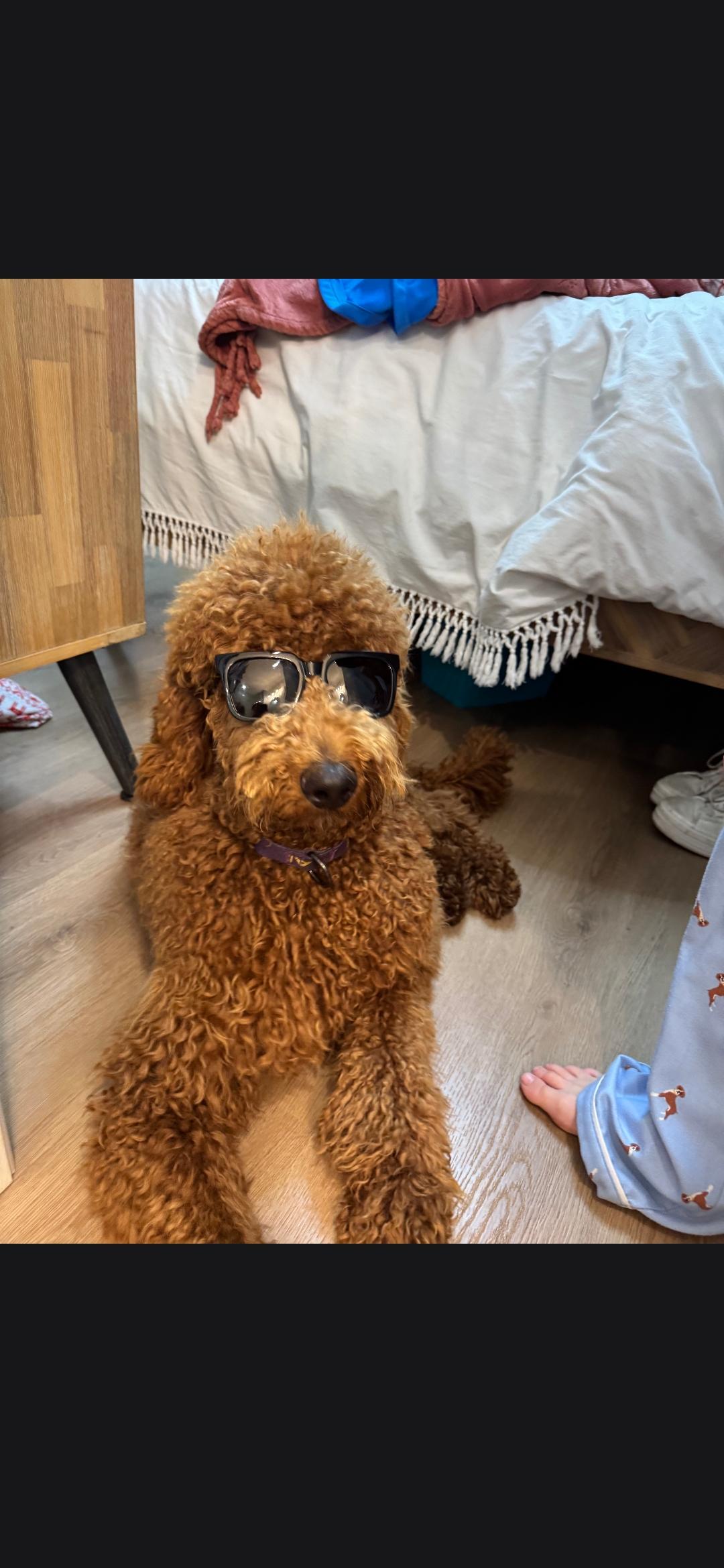 Dodger, Adoptable, Puppy Male Goldendoodle.