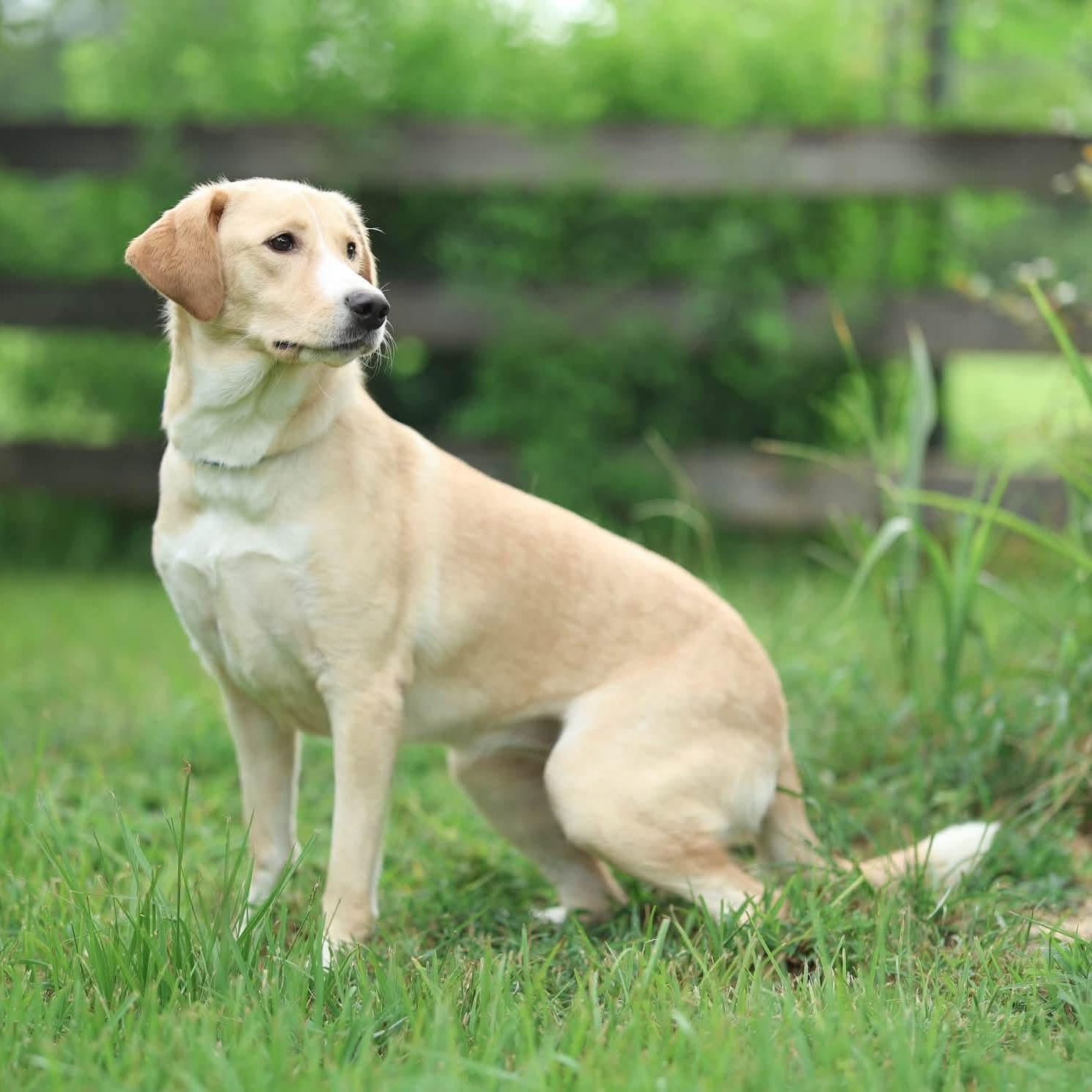 Penelope, Adoptable, Adult Female Labrador Retriever & Goldendoodle.