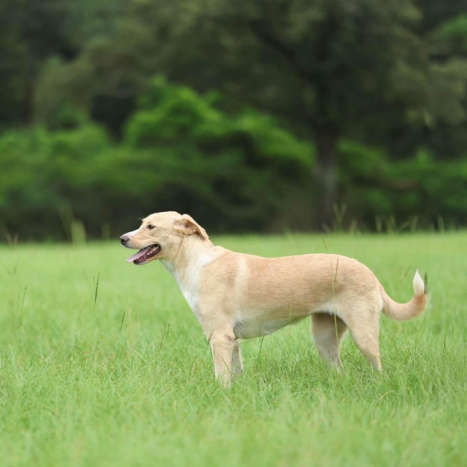 Enlarge Penelope, a Adoptable mixed breed in Lucedale, MS image 2/3