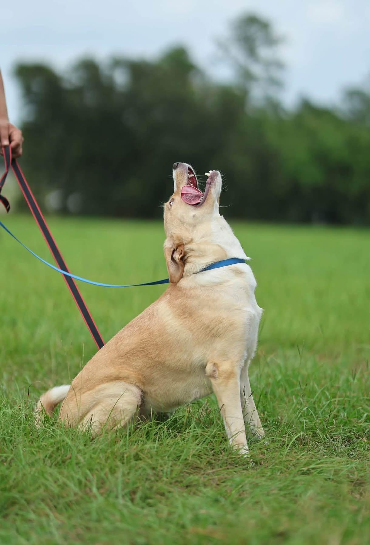 Enlarge Penelope, a Adoptable mixed breed in Lucedale, MS image 3/3