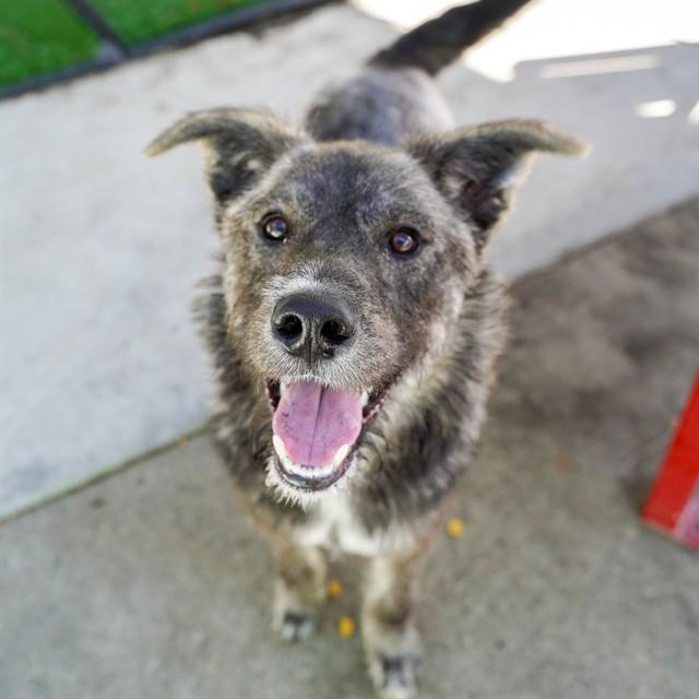 Enlarge FAT FAT, a Adoptable mixed breed in Sacramento, CA image 1/1