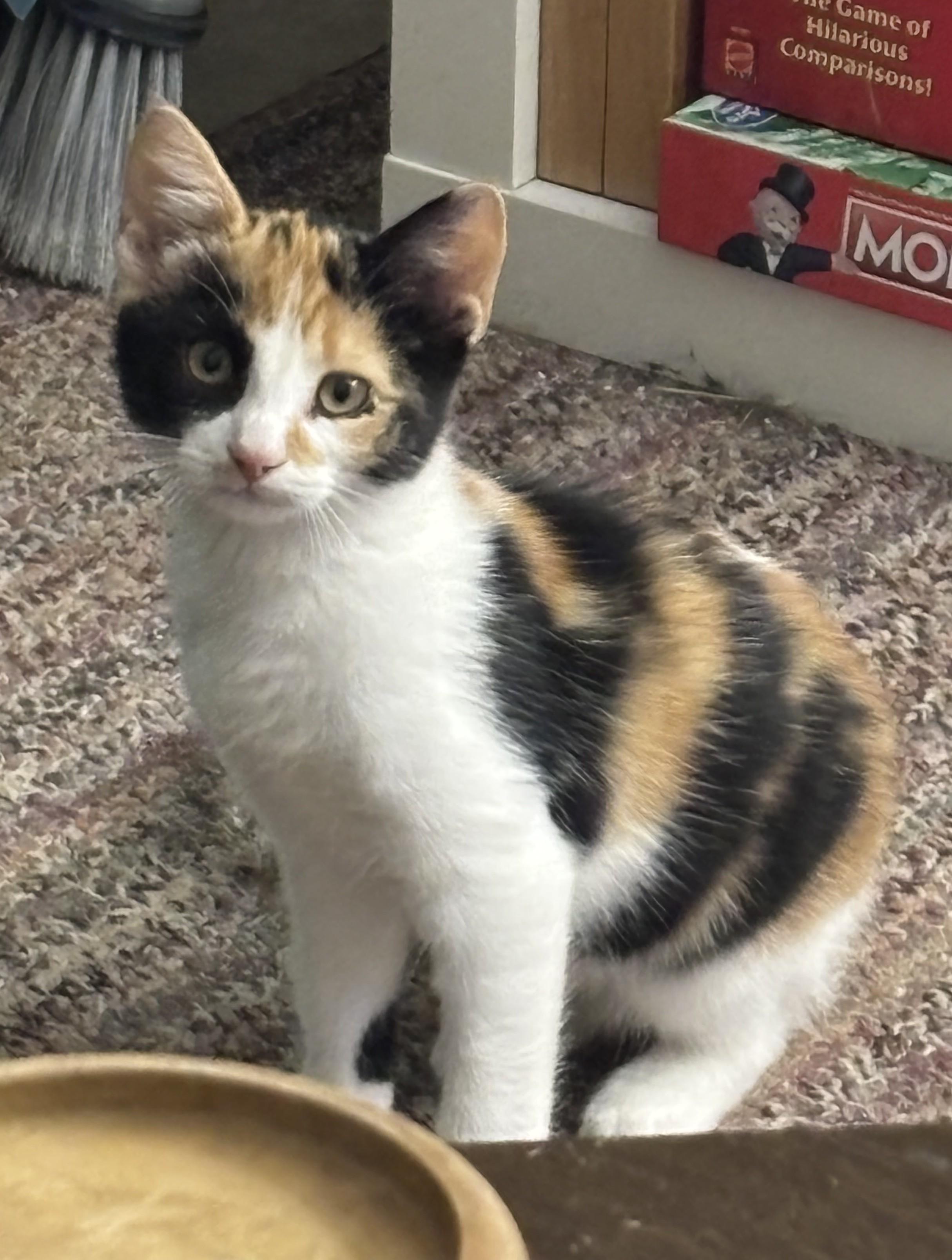 Bubbles, Adoptable, Kitten Female Domestic Short Hair.