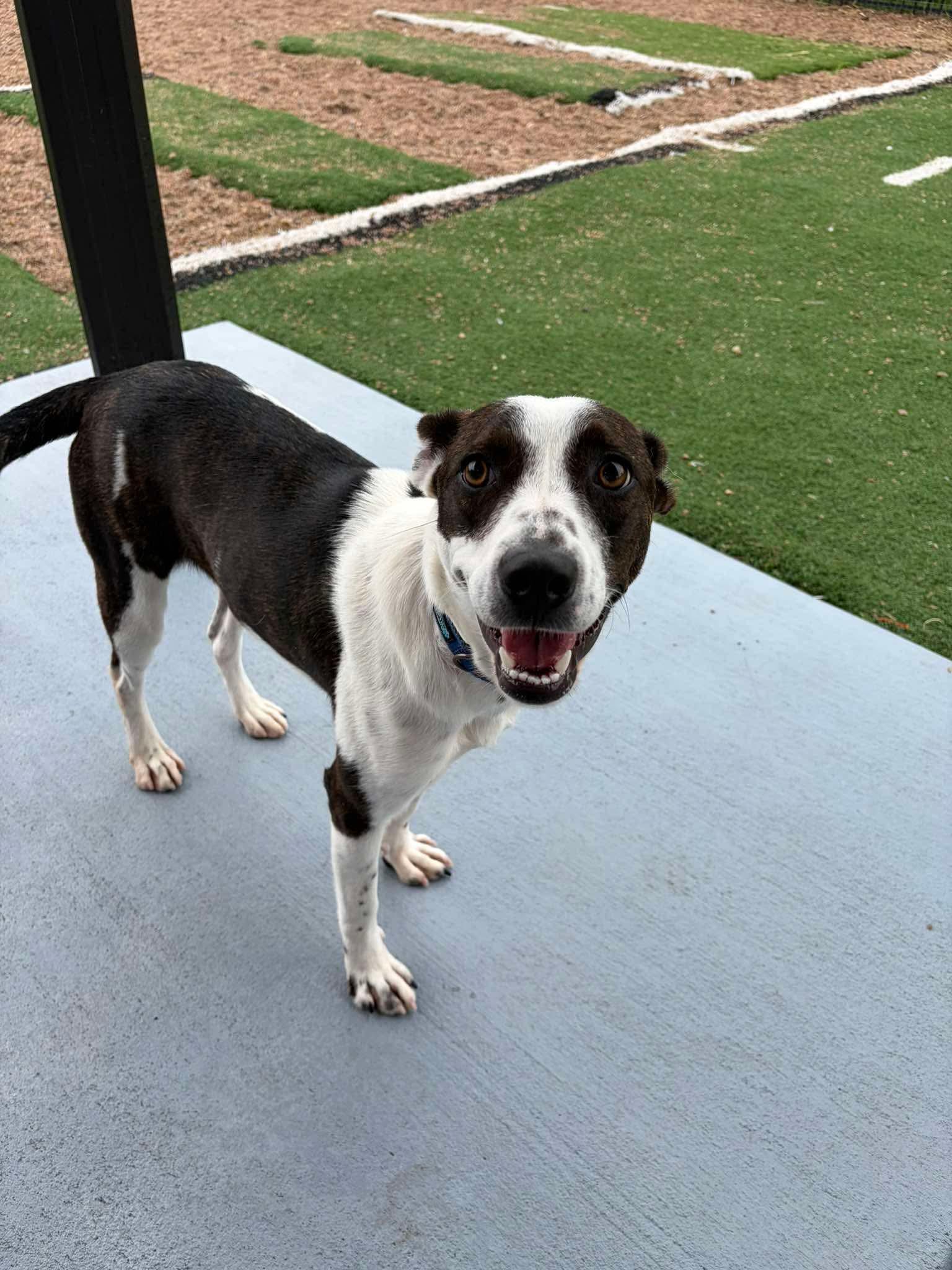 Mercedes, ADOPTABLE, Young Female Border Collie.
