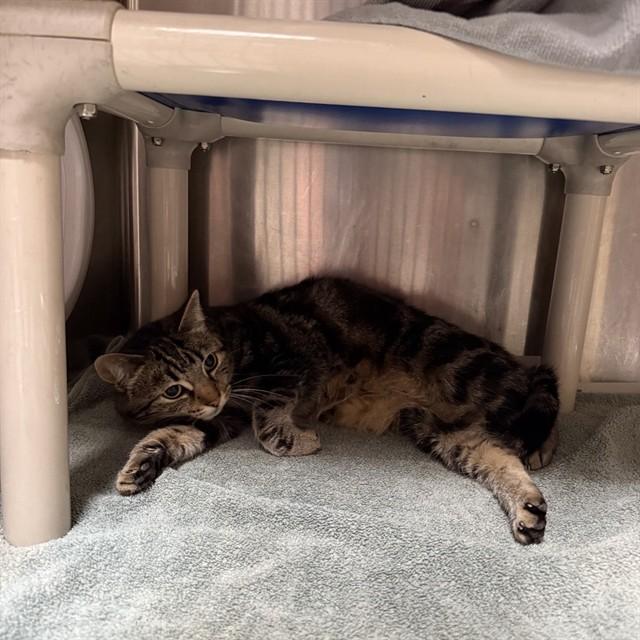 LILY, Adoptable, Adult Female Domestic Short Hair.