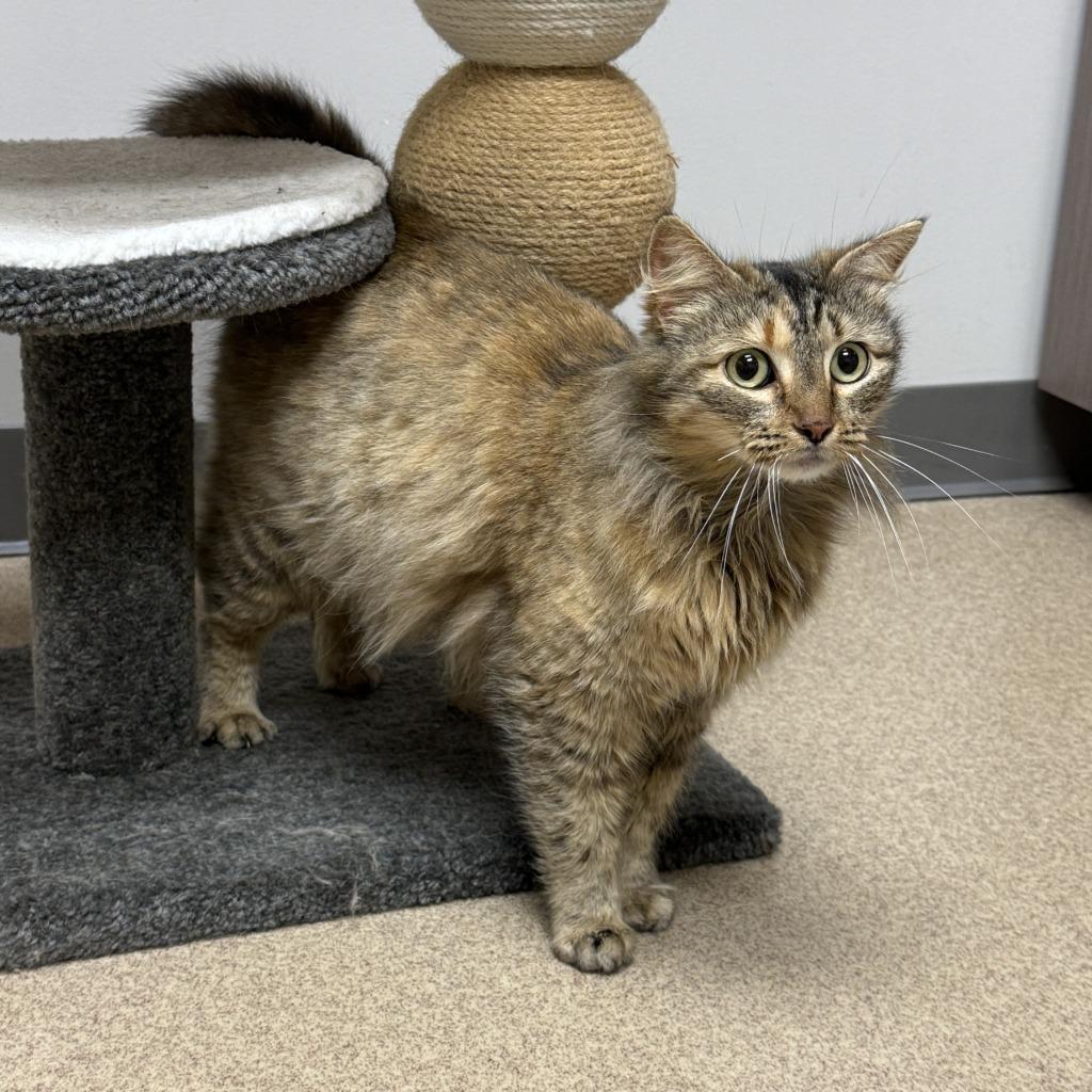 Enlarge Honey, a Adoptable mixed breed in Brenham, TX image 3/6