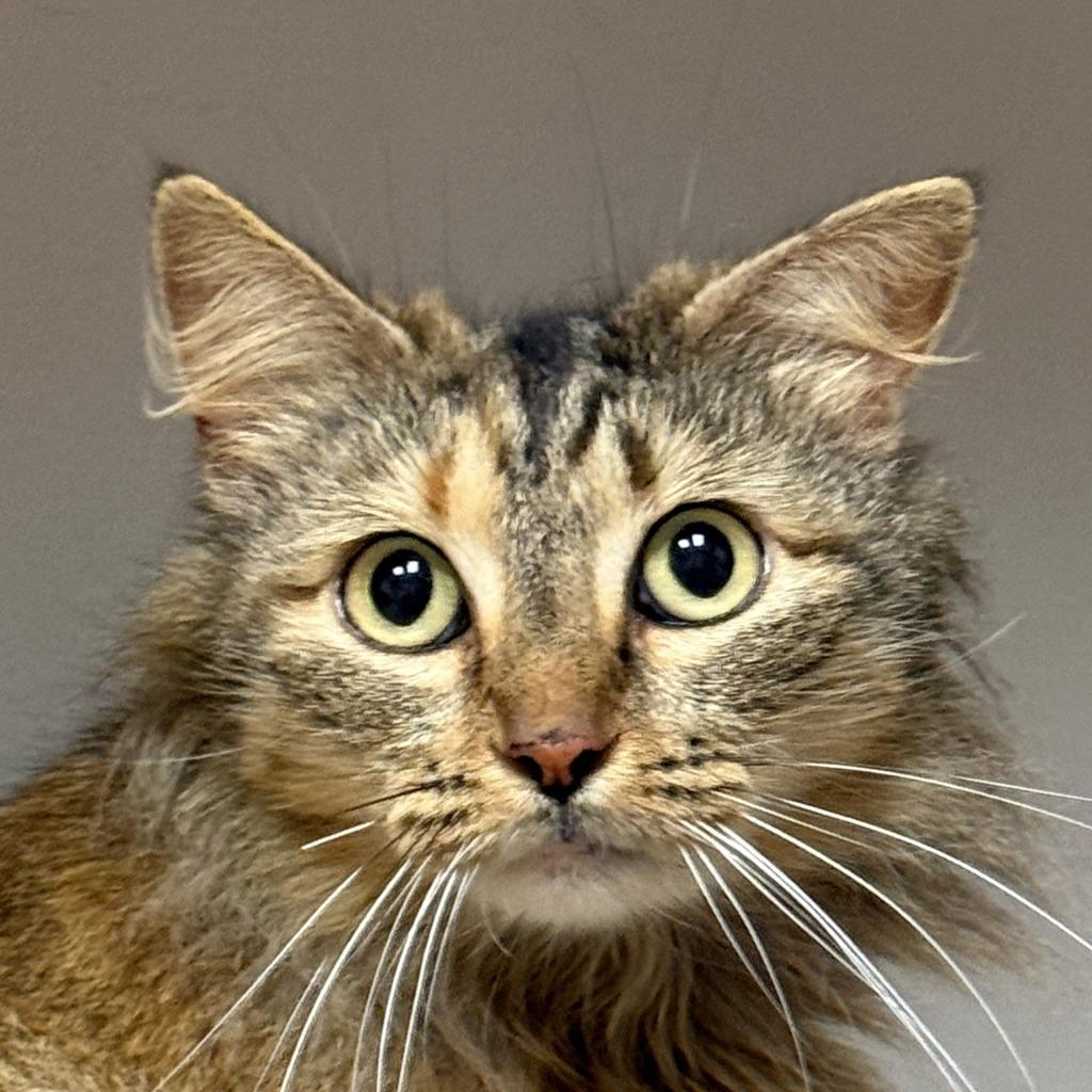 Honey, Adoptable, Young Female Domestic Long Hair.