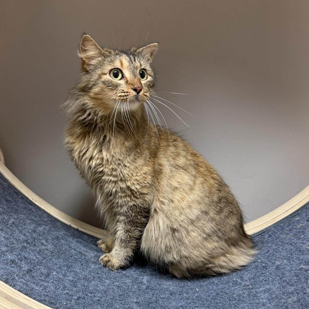 Enlarge Honey, a Adoptable mixed breed in Brenham, TX image 4/6