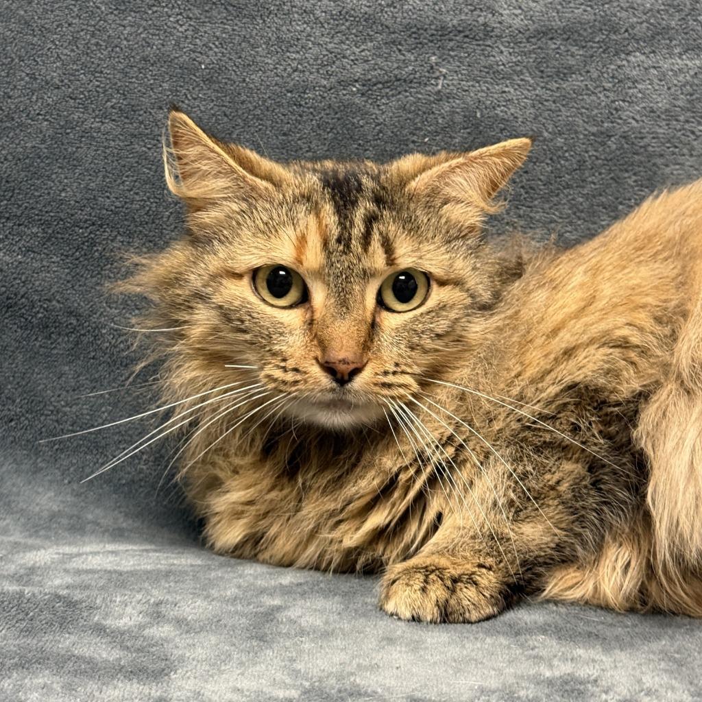 Enlarge Honey, a Adoptable mixed breed in Brenham, TX image 5/6