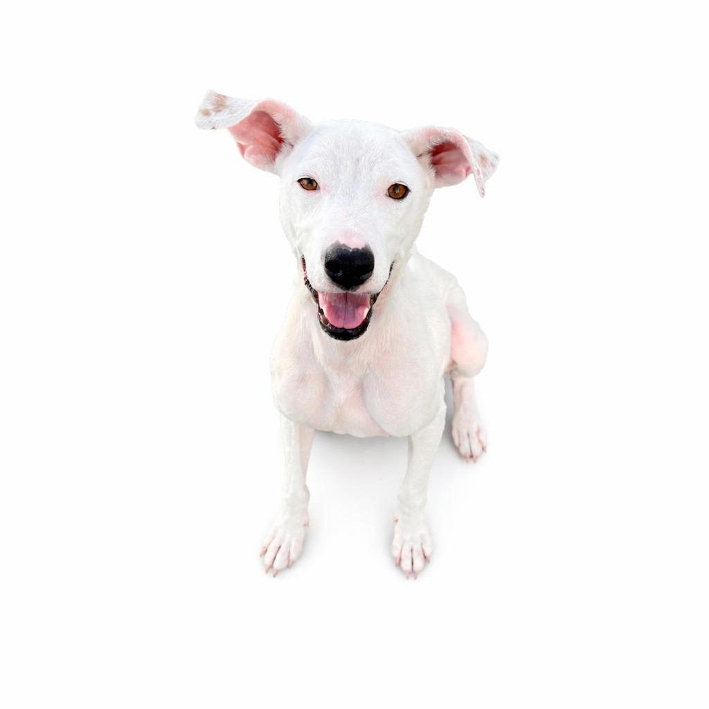 Luna , ADOPTABLE, Adult Female Pit Bull Terrier & Chihuahua.