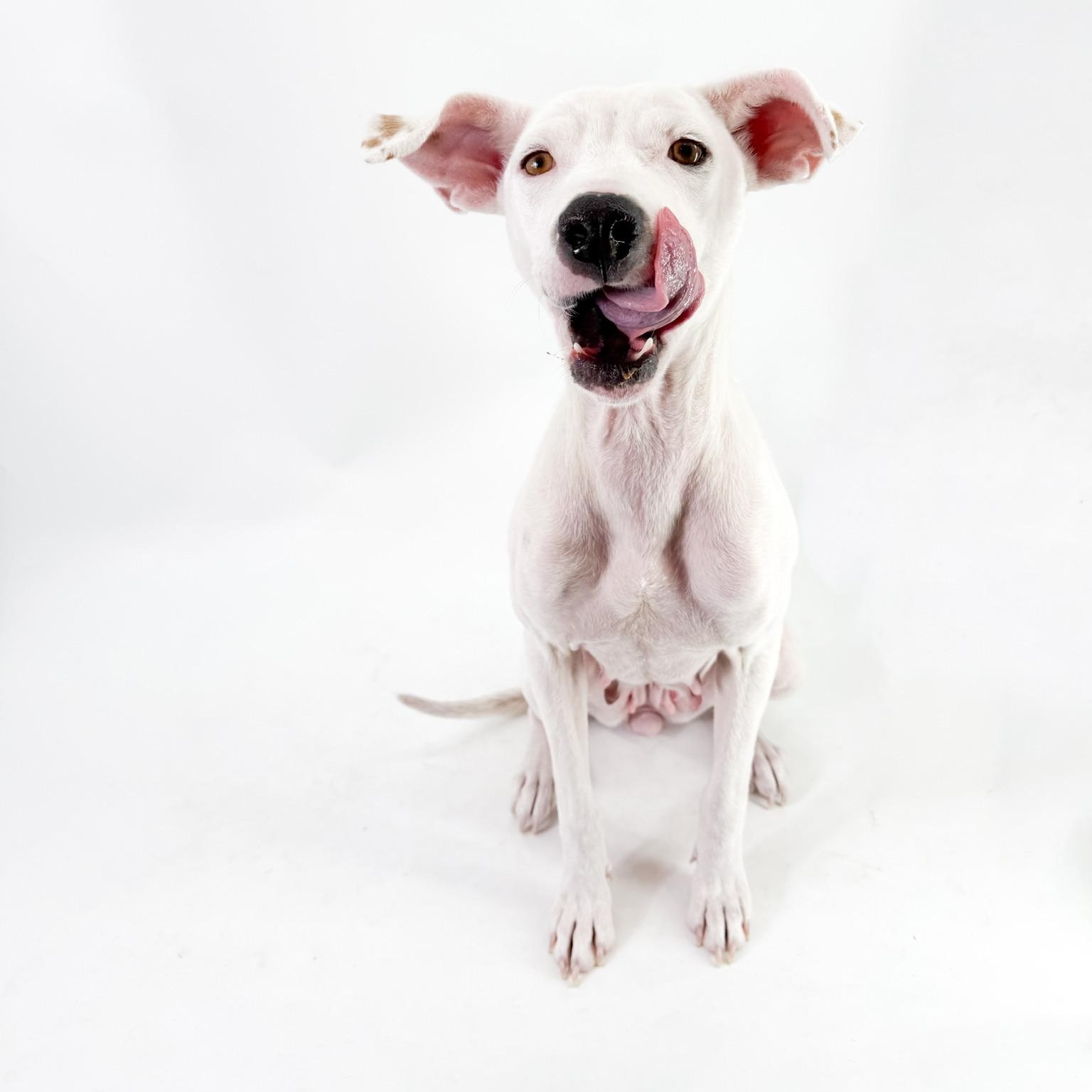 Enlarge Luna , a ADOPTABLE mixed breed in Scottsdale, AZ image 2/5