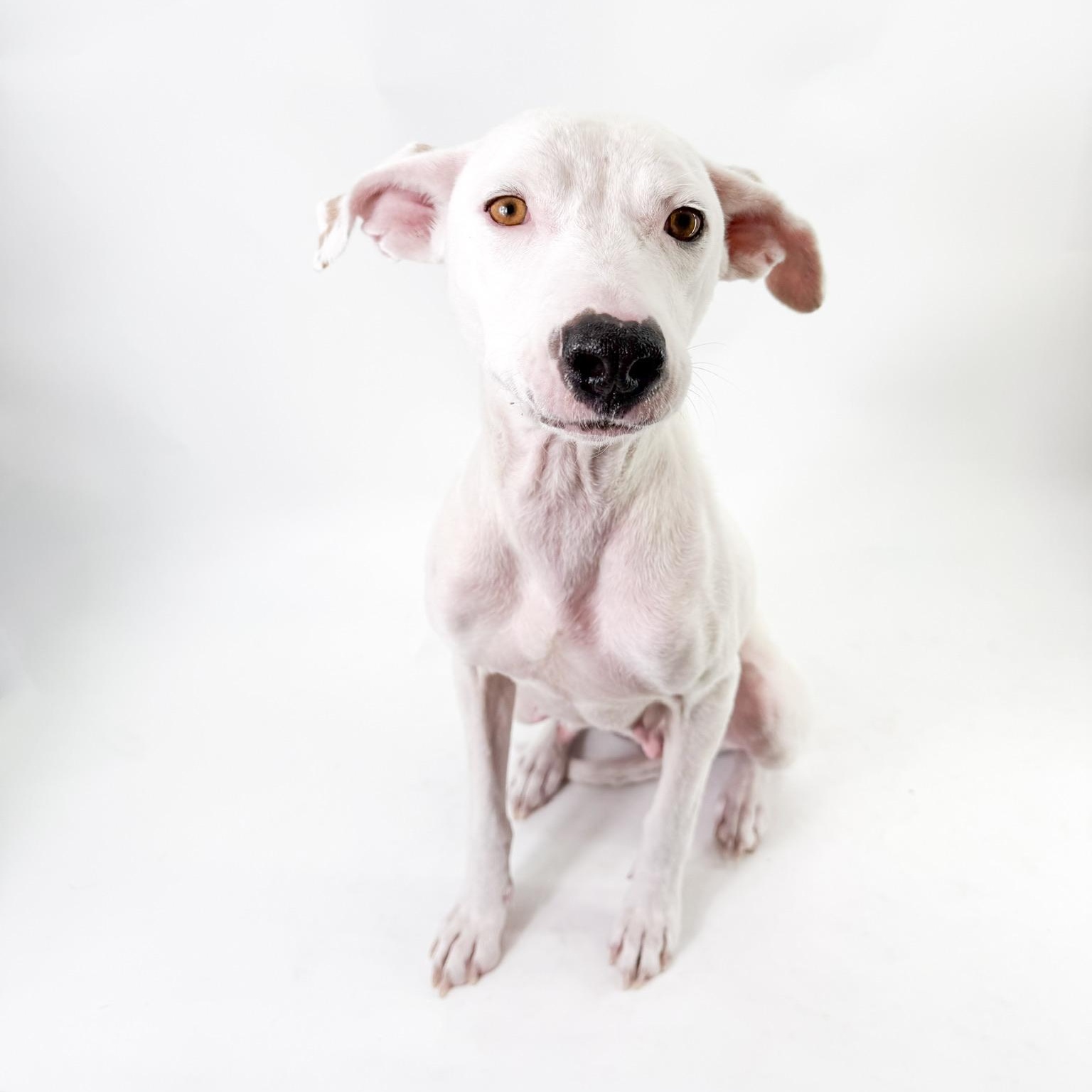 Enlarge Luna , a ADOPTABLE mixed breed in Scottsdale, AZ image 3/5