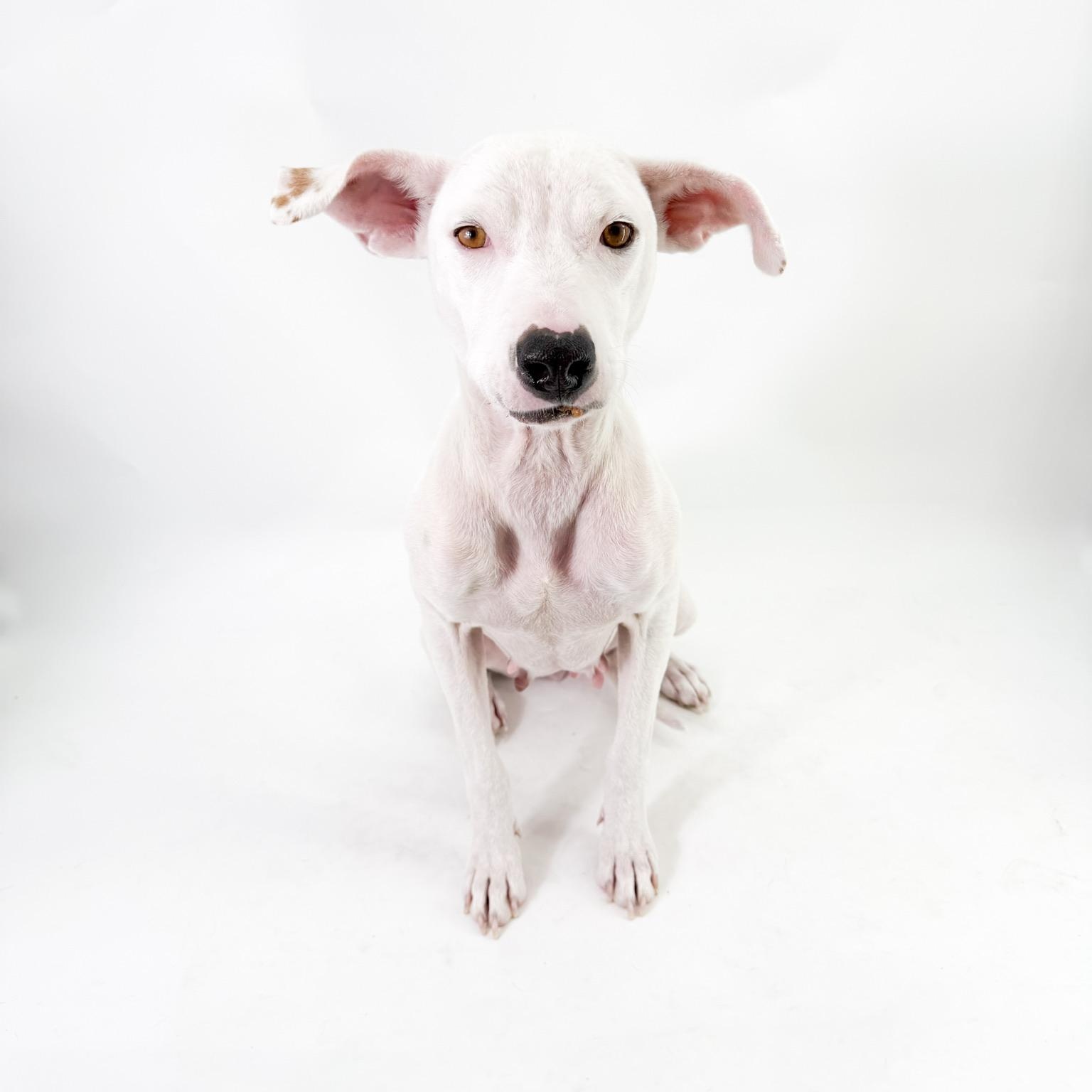 Enlarge Luna , a ADOPTABLE mixed breed in Scottsdale, AZ image 4/5