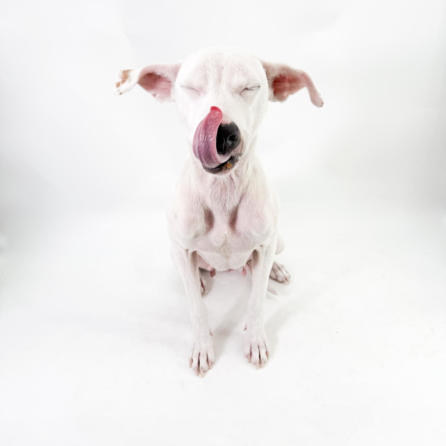 Enlarge Luna , a ADOPTABLE mixed breed in Scottsdale, AZ image 5/5