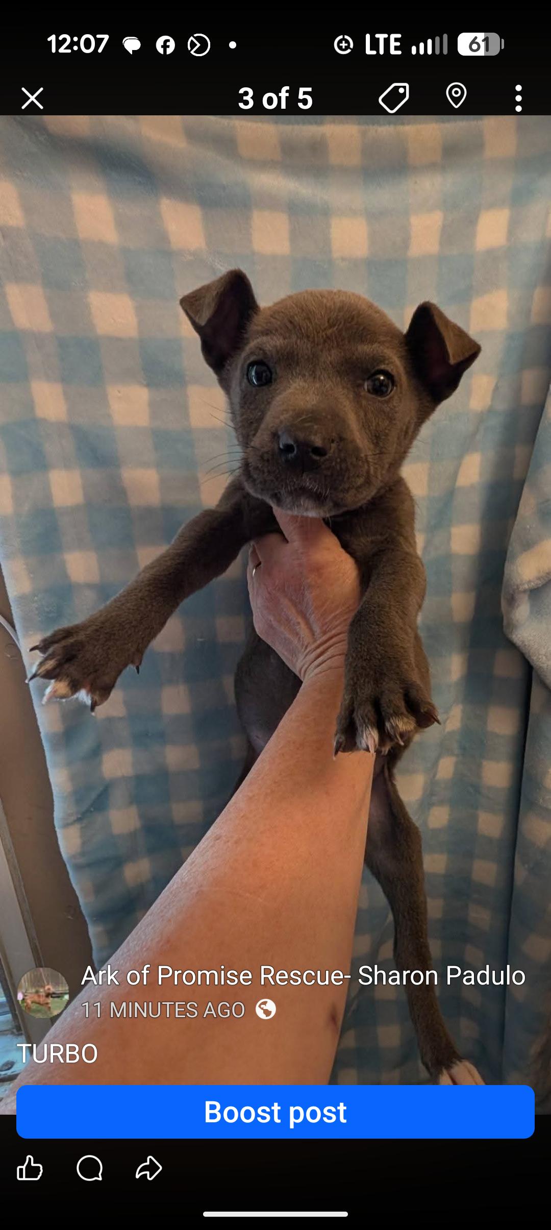 Enlarge TURBO, an adopted mixed breed in Browns Mills, NJ image 1/2