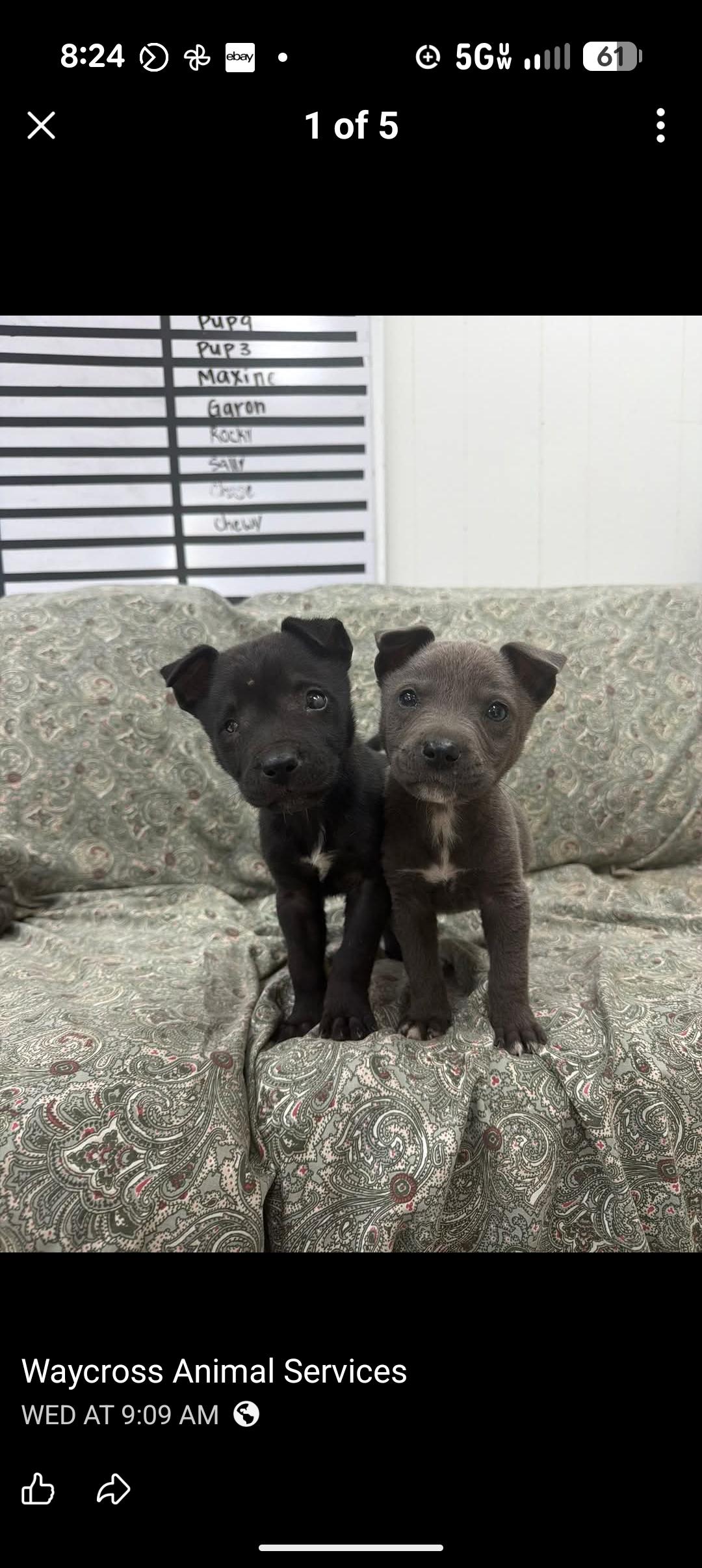 Enlarge TURBO, an adopted mixed breed in Browns Mills, NJ image 2/2