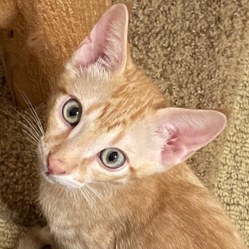 Enlarge Tang, an adoption pending Domestic Short Hair in San Diego, CA image 2/2