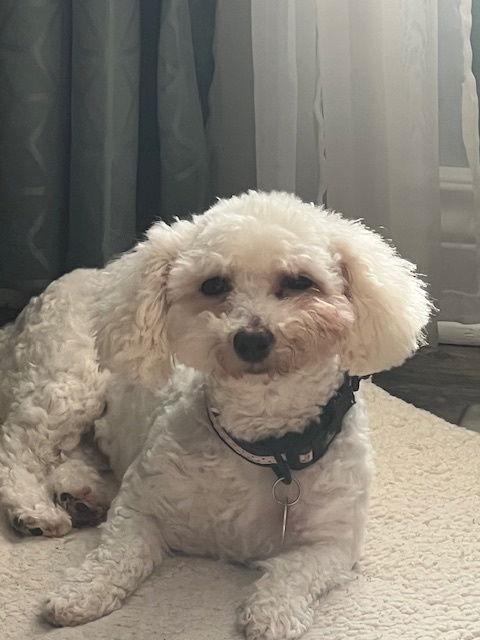 Enlarge Bonnie, a Adoptable mixed breed in Etobicoke, ON image 1/3