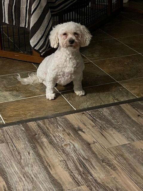 Enlarge Bonnie, a Adoptable mixed breed in Etobicoke, ON image 2/3