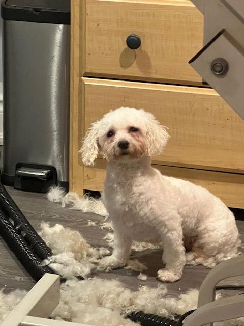 Enlarge Bonnie, a Adoptable mixed breed in Etobicoke, ON image 3/3