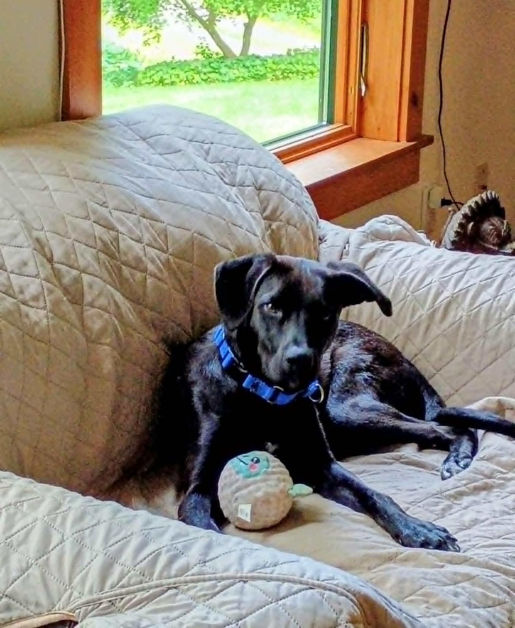 Rolo, ADOPTABLE, Puppy Male Labrador Retriever & Terrier.